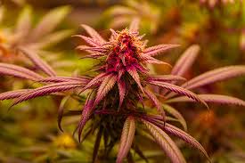 Cannabis Seeds South Carolina A Comprehensive Guide